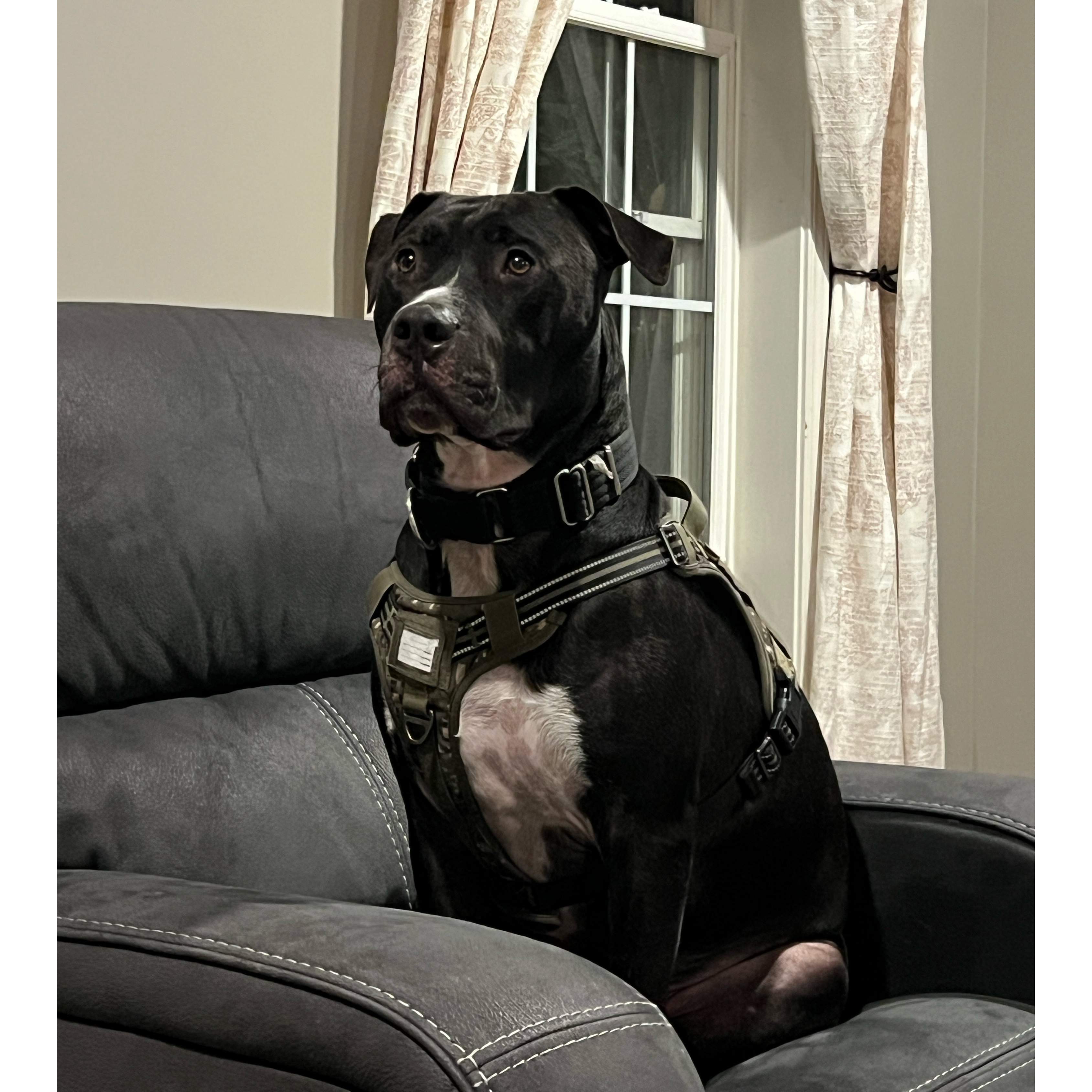 Cody Clegane